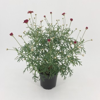 ARGIRANTHEMUM