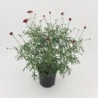 ARGIRANTHEMUM