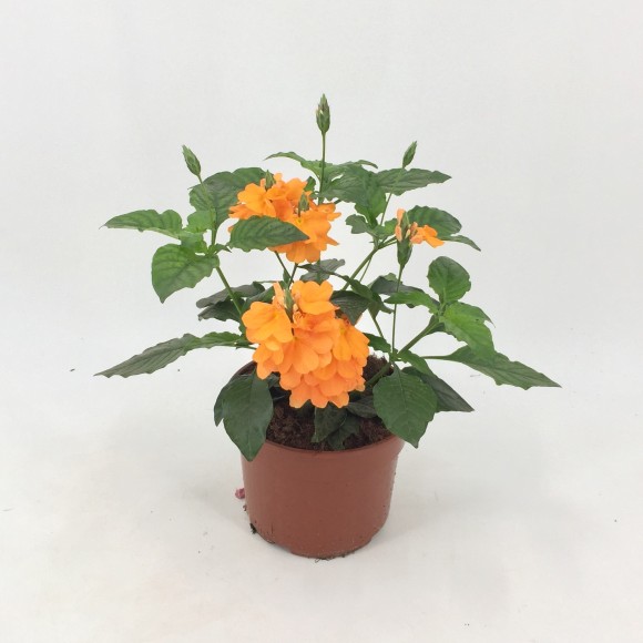CROSSANDRA FORTUNA