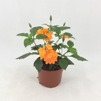 CROSSANDRA FORTUNA