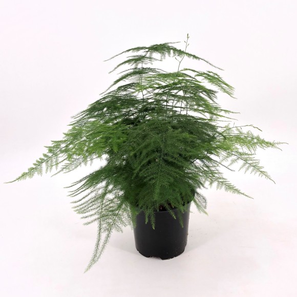 ESPARRAGUERA PLUMOSA