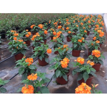 CROSSANDRA FORTUNA