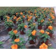 CROSSANDRA FORTUNA