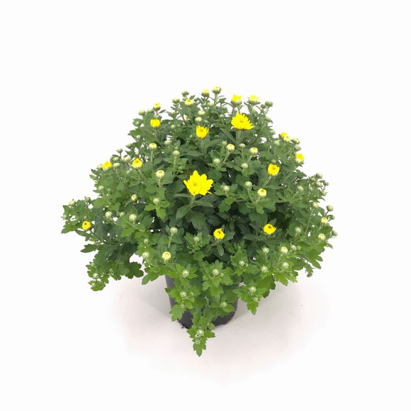 CHRYSANTHEMUM BOLA
