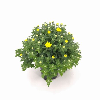 CHRYSANTHEMUM BOLA