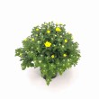 CHRYSANTHEMUM BOLA