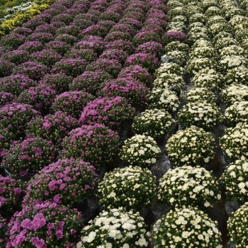 CHRYSANTHEMUM BOLA