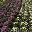 CHRYSANTHEMUM BOLA