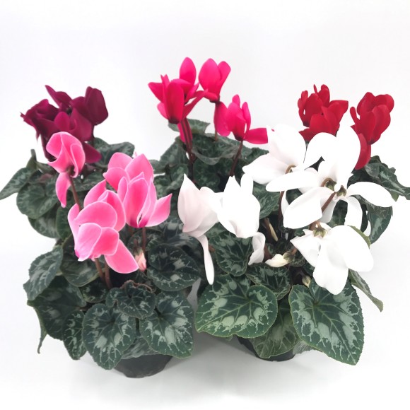 CYCLAMEN
