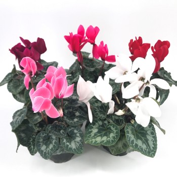 CYCLAMEN