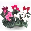 CYCLAMEN