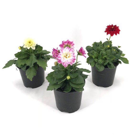 DAHLIA DAHLINOVA