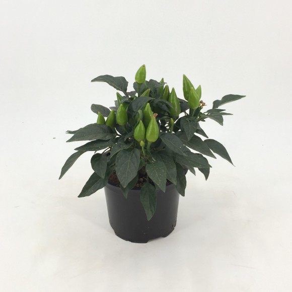 CAPSICUM