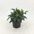 CAPSICUM
