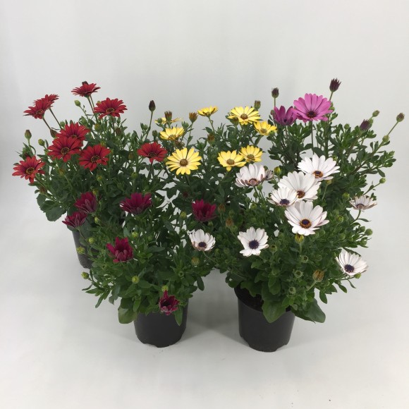 DIMORPHOTECA
