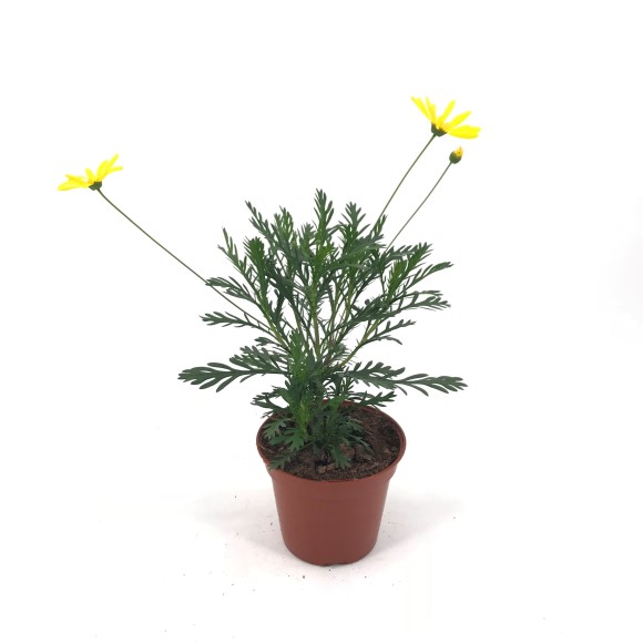 EURIOPS PECTINATUS