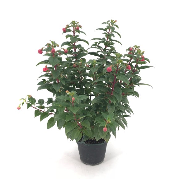 FUCHSIA “Pendiente de la reina”