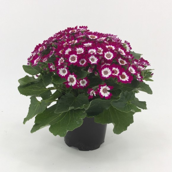 CINERARIA