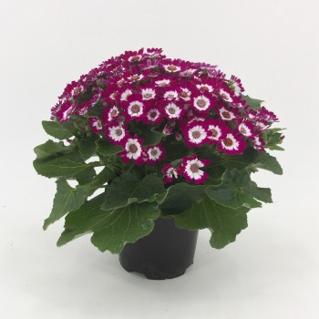 CINERARIA