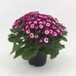 CINERARIA