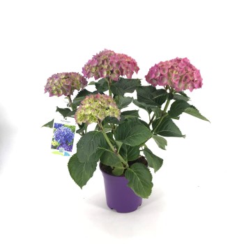 HORTENSIA