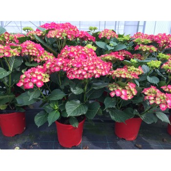 HORTENSIA
