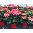 HORTENSIA