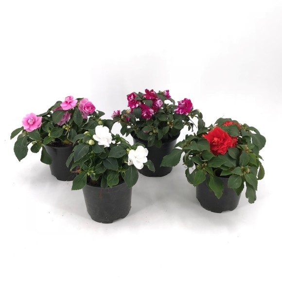 IMPATIENS FIESTA Doble