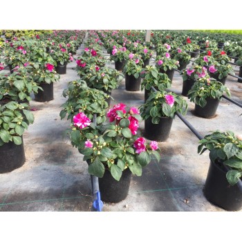 IMPATIENS FIESTA Doble