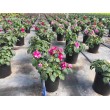 IMPATIENS FIESTA Doble