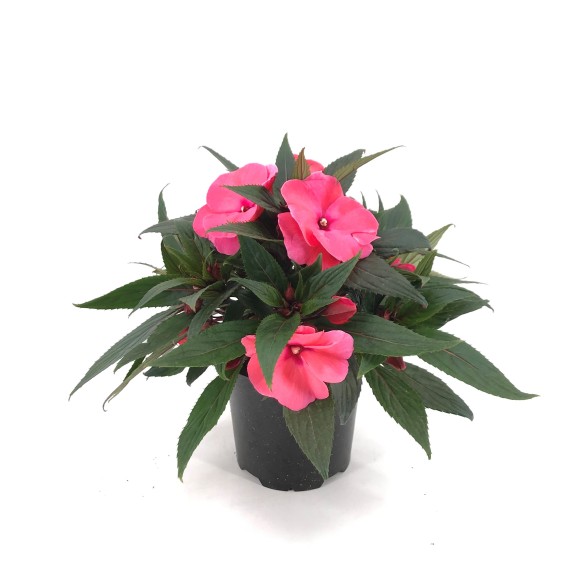 IMPATIENS NEW GUINEA