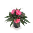 IMPATIENS NEW GUINEA