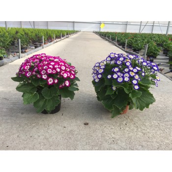 CINERARIA