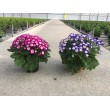 CINERARIA