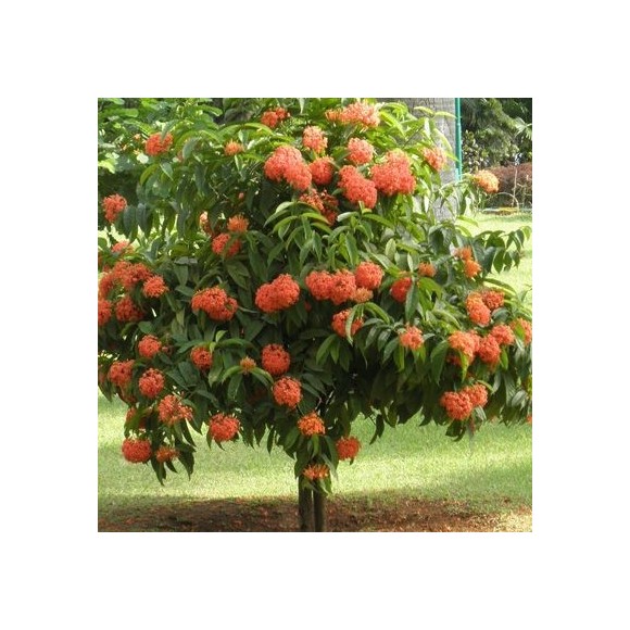 IXORA