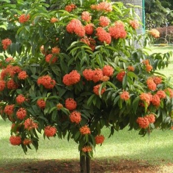 IXORA