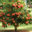 IXORA