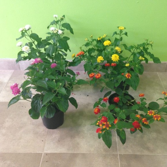 LANTANA CÁMARA