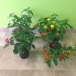 LANTANA CÁMARA