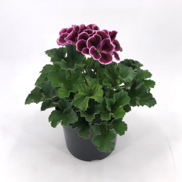 PELARGONIUM GRANDIFLORUM