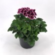PELARGONIUM GRANDIFLORUM