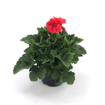 PELARGONIUM GRANDIFLORUM