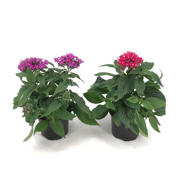 PENTAS