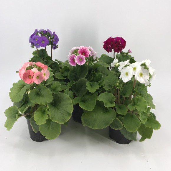 PRIMULA OBCONICA
