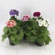 PRIMULA OBCONICA