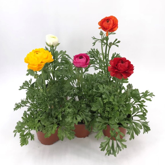 RANUNCULUS SPRINKLES