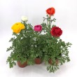RANUNCULUS SPRINKLES