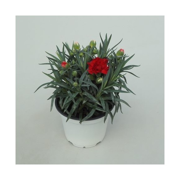 CLAVEL CARNELIA