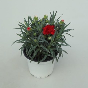 CLAVEL CARNELIA