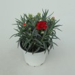 CLAVEL CARNELIA